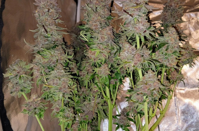 Acapulco Gold - featured image