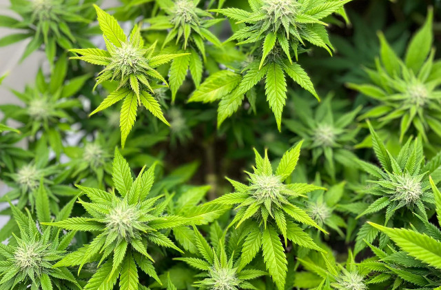 Acapulco Gold
