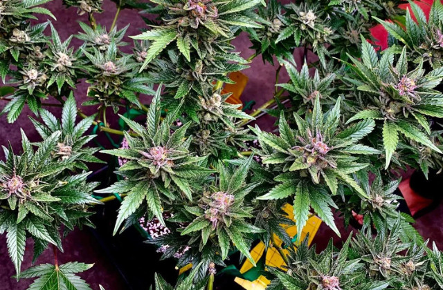 grandmommy purple - reddit