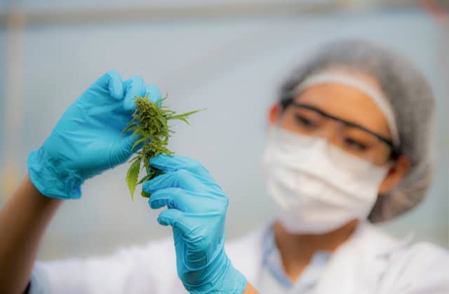 lab tech examining cannabis leaves - featured image