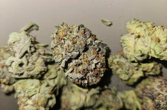 rockstar tuna buds