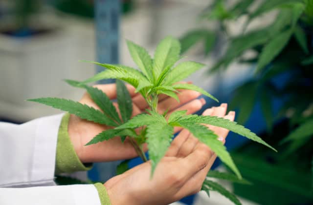 woman holding cannabis leaves