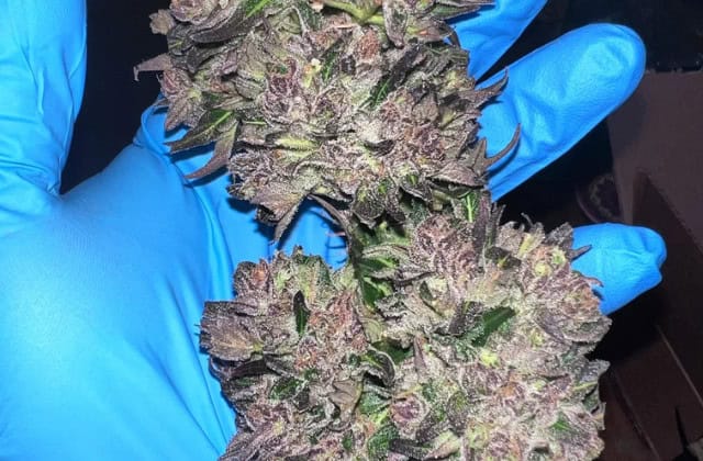 Zkittlez Auto strain