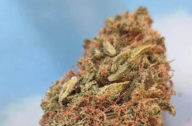 durban poison strain