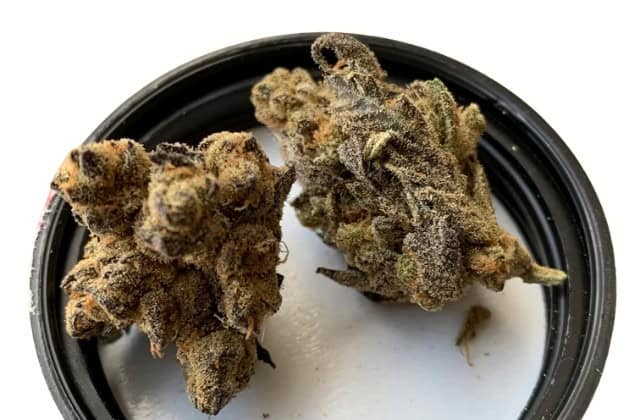 garlic jelly strain