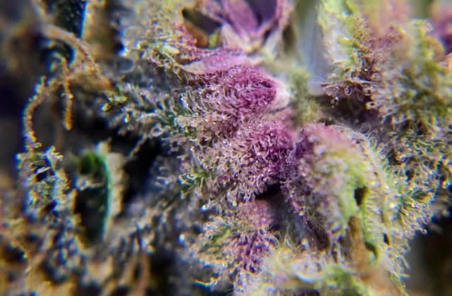 point break strain close up