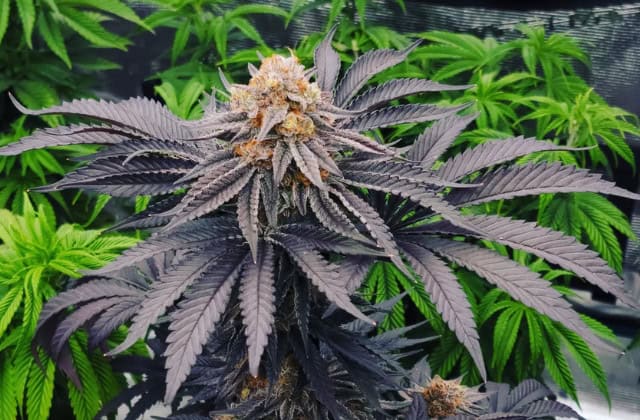 siruis black strain - featured image