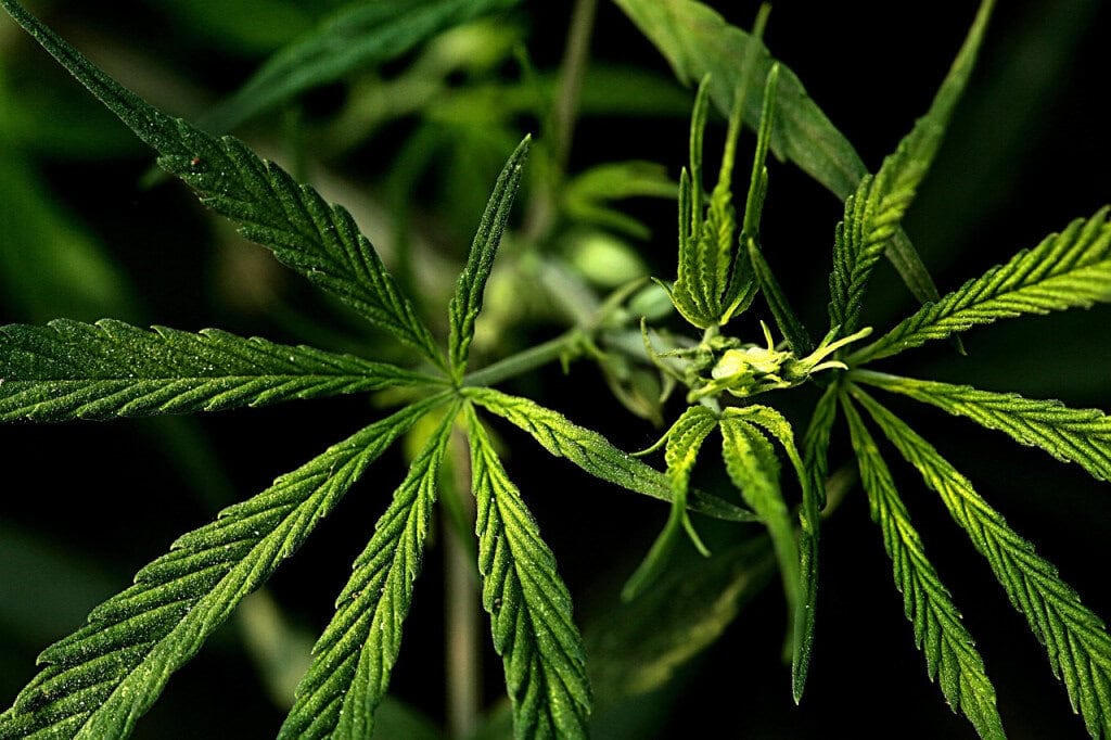 weed plant