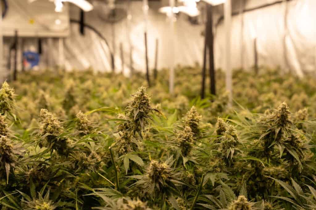 THC flower - featured image