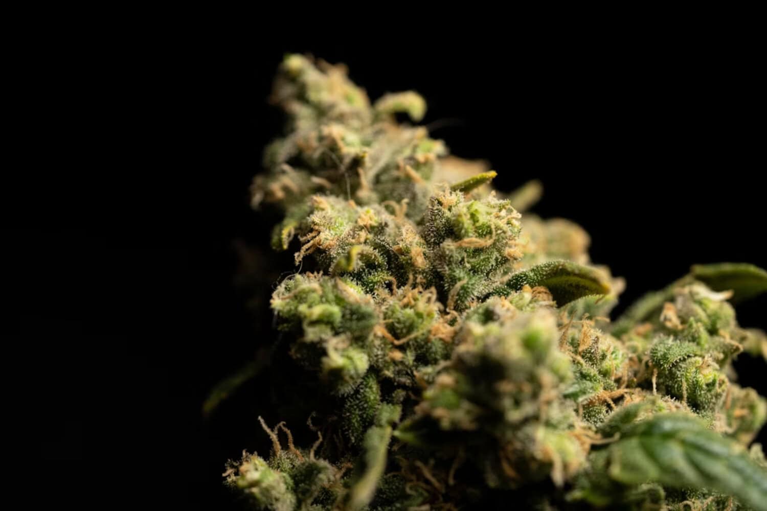 THC nug