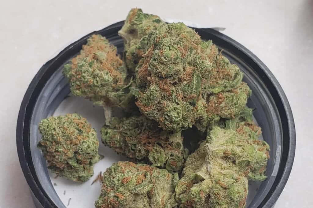 White Widow - IN
