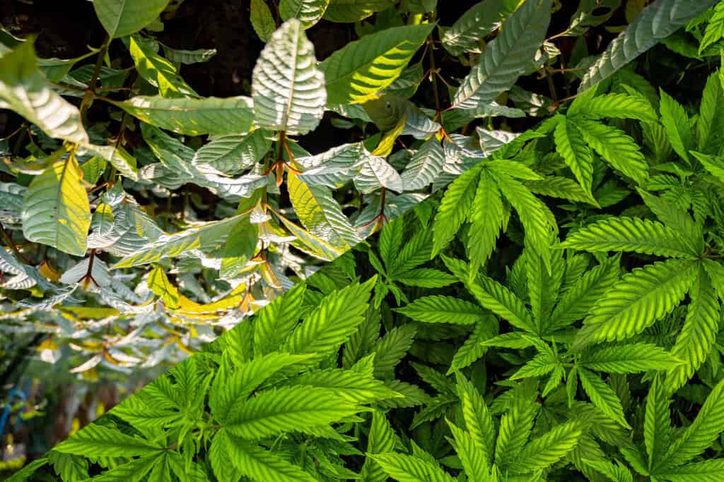cbd vs kratom - featured image