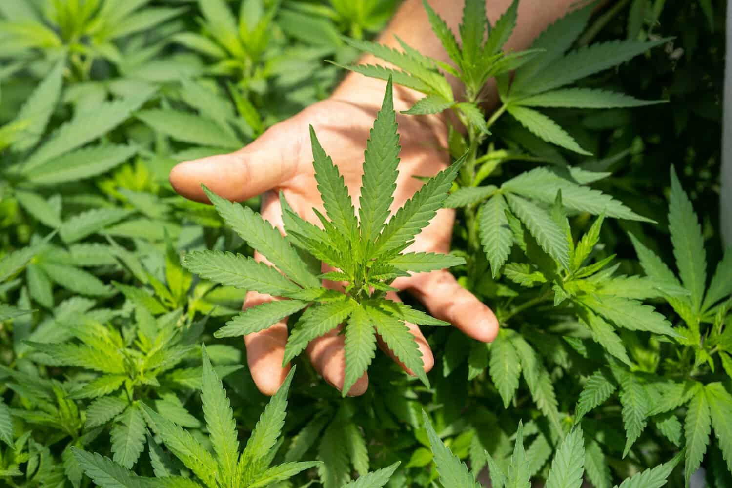 holding marijuana plant
