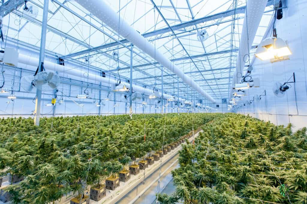 weed greenhouse - featured image
