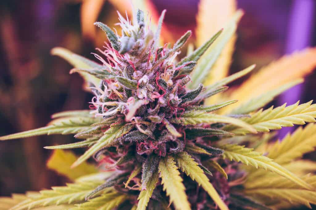 weed plant - featured image
