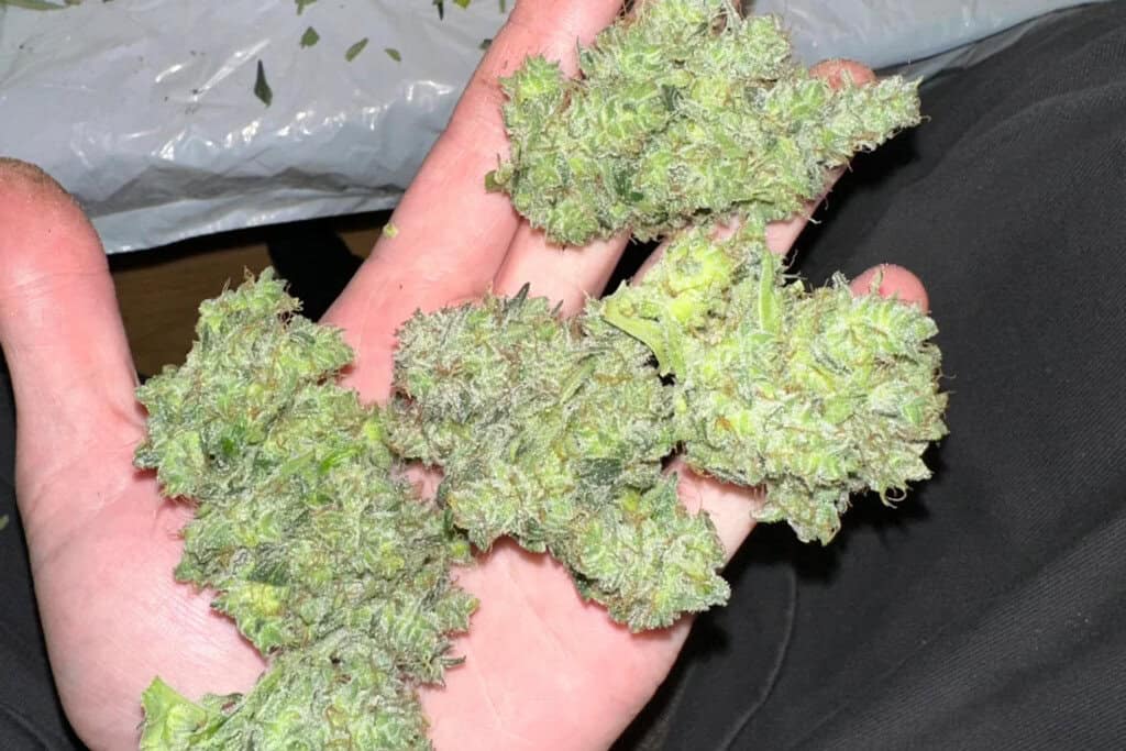 Blueberry Auto - AK