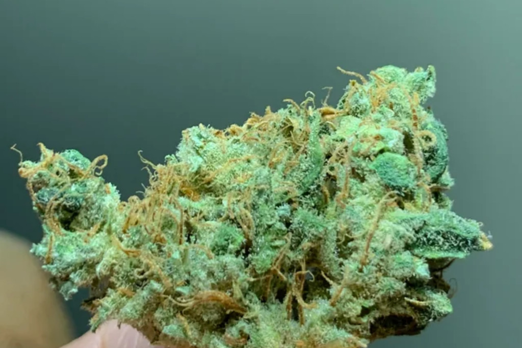 Blue dream - NM