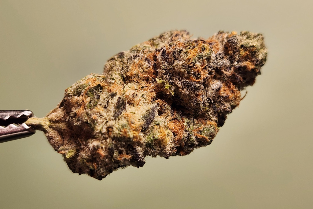 Girl Scout Cookies - NM